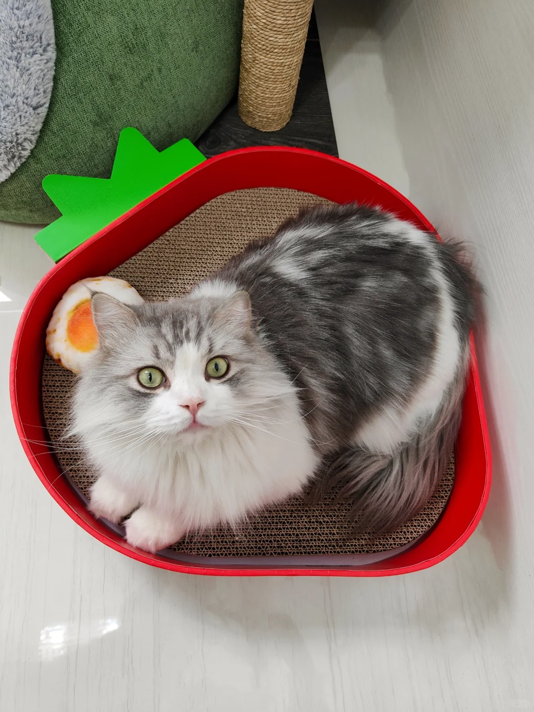 长毛猫是真难养啊………