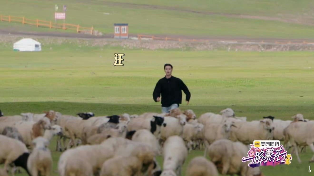 柯淳抓羊都用霸总语录 柯淳这波操作让霸总文学照进现实！抓羊前要先念台词“女人（羊