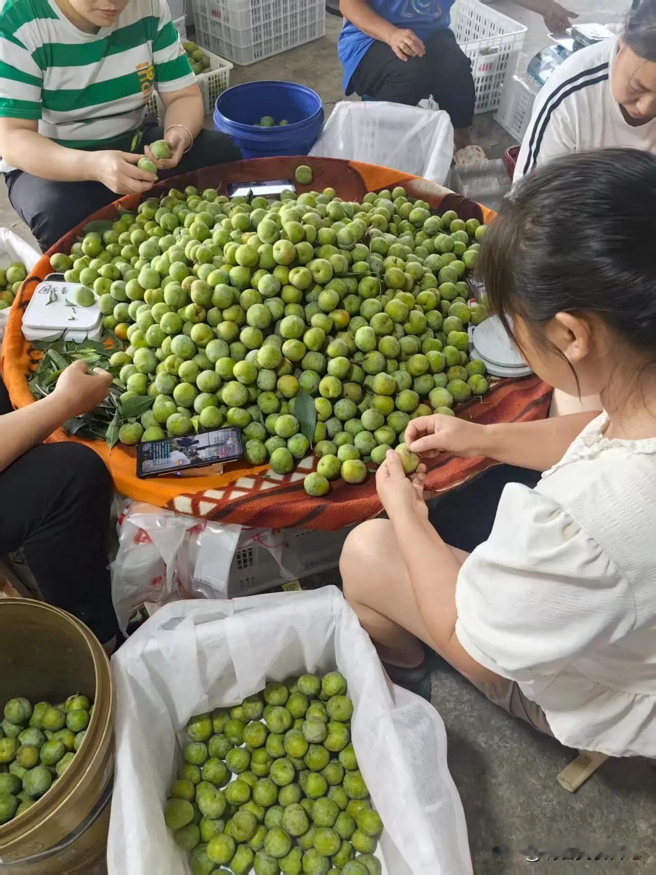 来四川必吃的青翠李，真的是又甜又脆