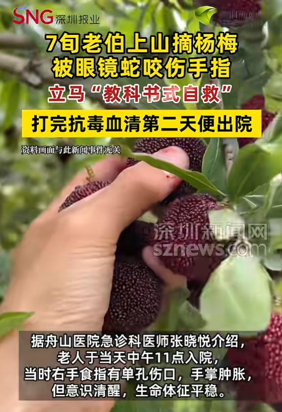 教科书般自救！浙江舟山，一位70岁的陈老伯上山摘杨梅，结果被一条舟山眼镜蛇咬了一