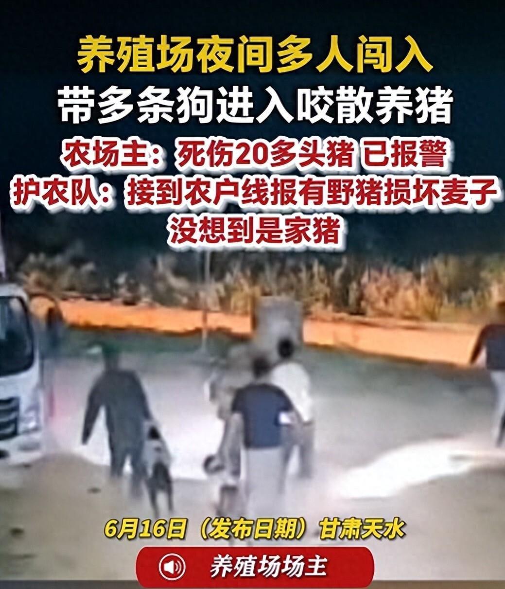 甘肃，一养殖场农场主称夜间遭护农队闯入，家猪被咬死20多头，没想到护农队却说养殖