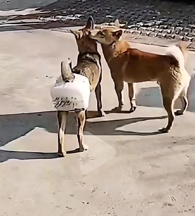 真是为狗子操碎了心啊！
主人们为了防止自家的狗子受欺负，
聪明的人类给它发明了独