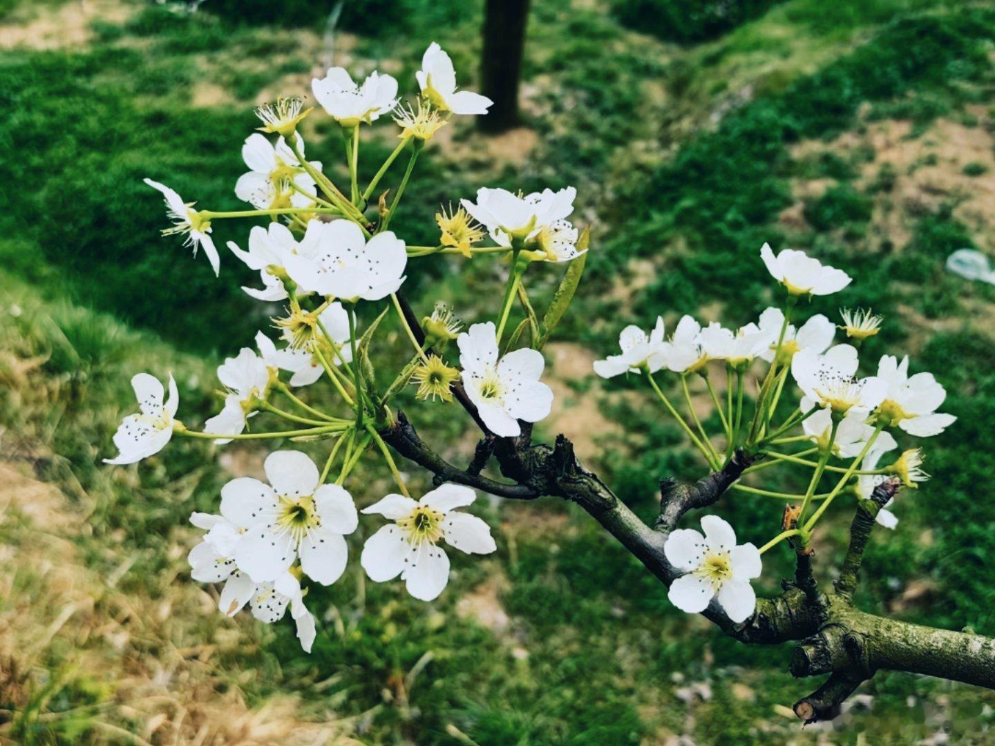 【又见梨花开】春风拂面，梨花飘香。在春日的暖阳中，苏坑梨园一朵朵如雪的梨花悄然盛