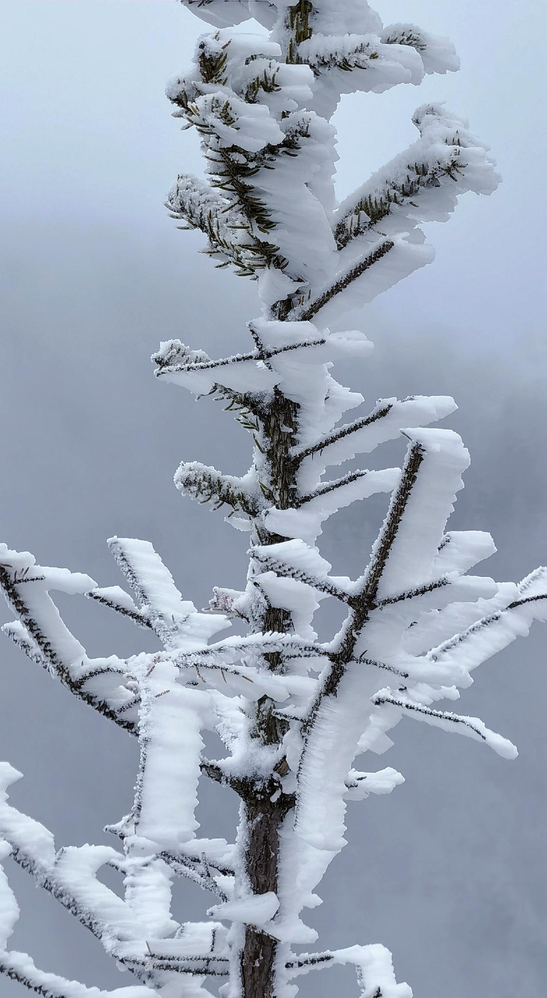 说出一句带“雪”的诗句更无花态度，全有雪精神。