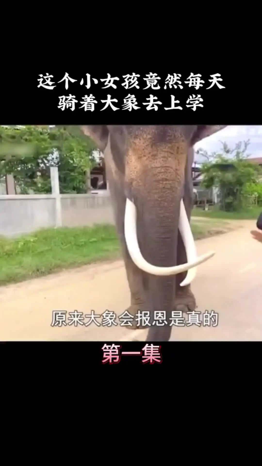 动物世界 动物的迷惑行为 我的观影报告 内容启发搜索