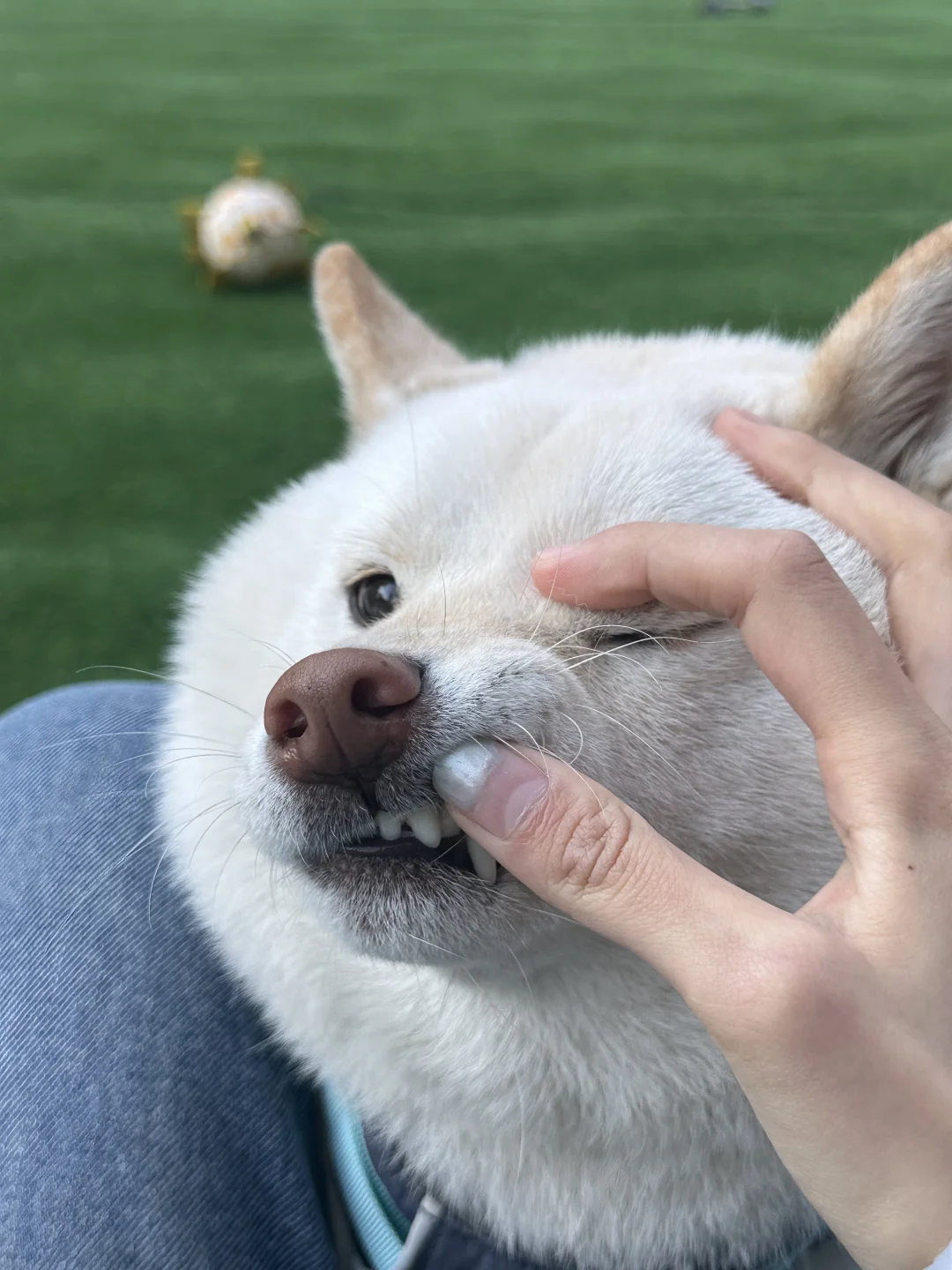 狗狗牙齿护理（洁齿水篇）