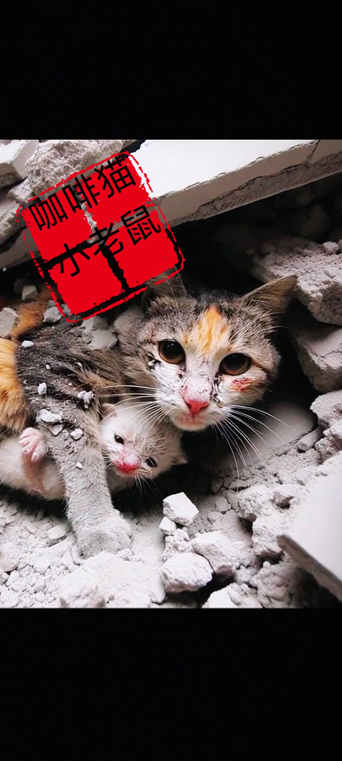 这组凄美的救援画面是当年汶川大地震的时候，一位市民在即将坍塌的一栋房间上面拍摄下