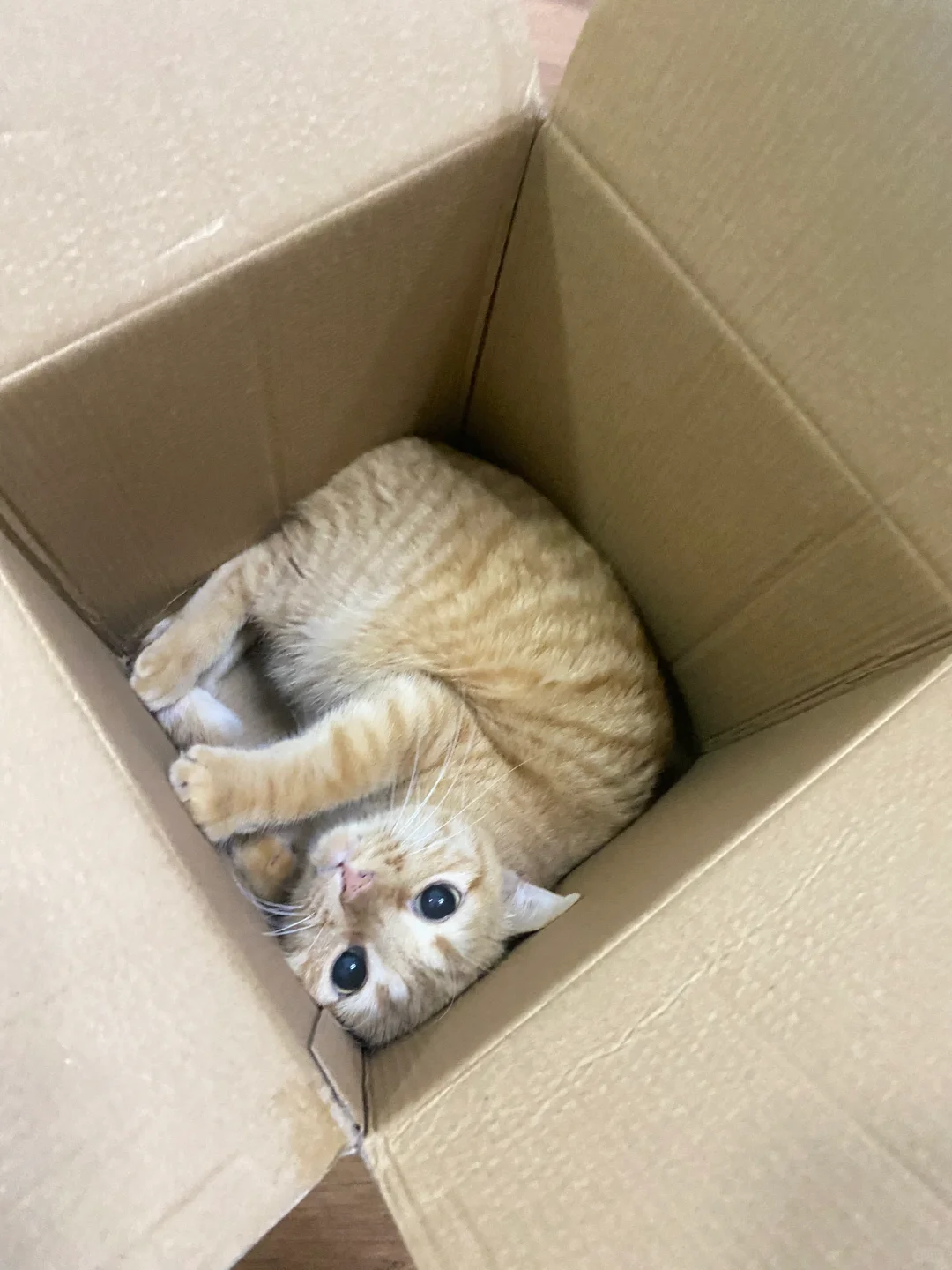 你这样会显得我刚买的猫窝像个笑话…