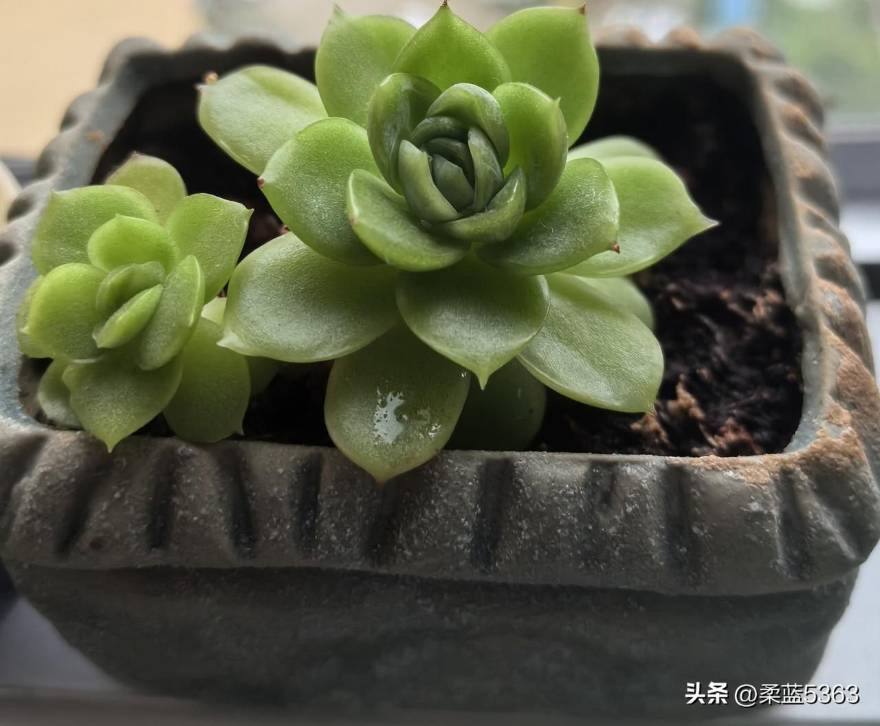 武汉一直是雨雨雨，晚间大风大瀑雨的，莫名有点压抑和恐慌。

女儿跟她同事去看了些