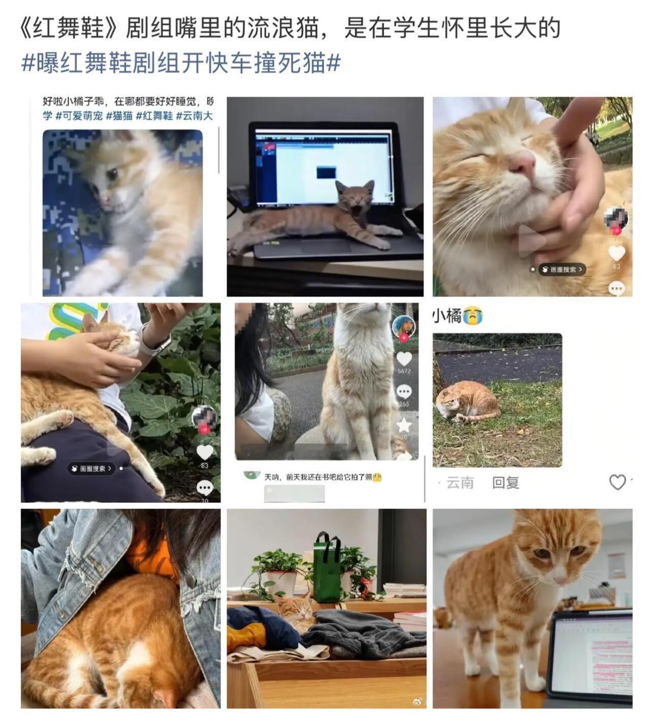 云南大学的流浪猫“小橘子”被《红舞鞋》剧组车辆撞死，瞬间点燃了师生怒火。这只温顺