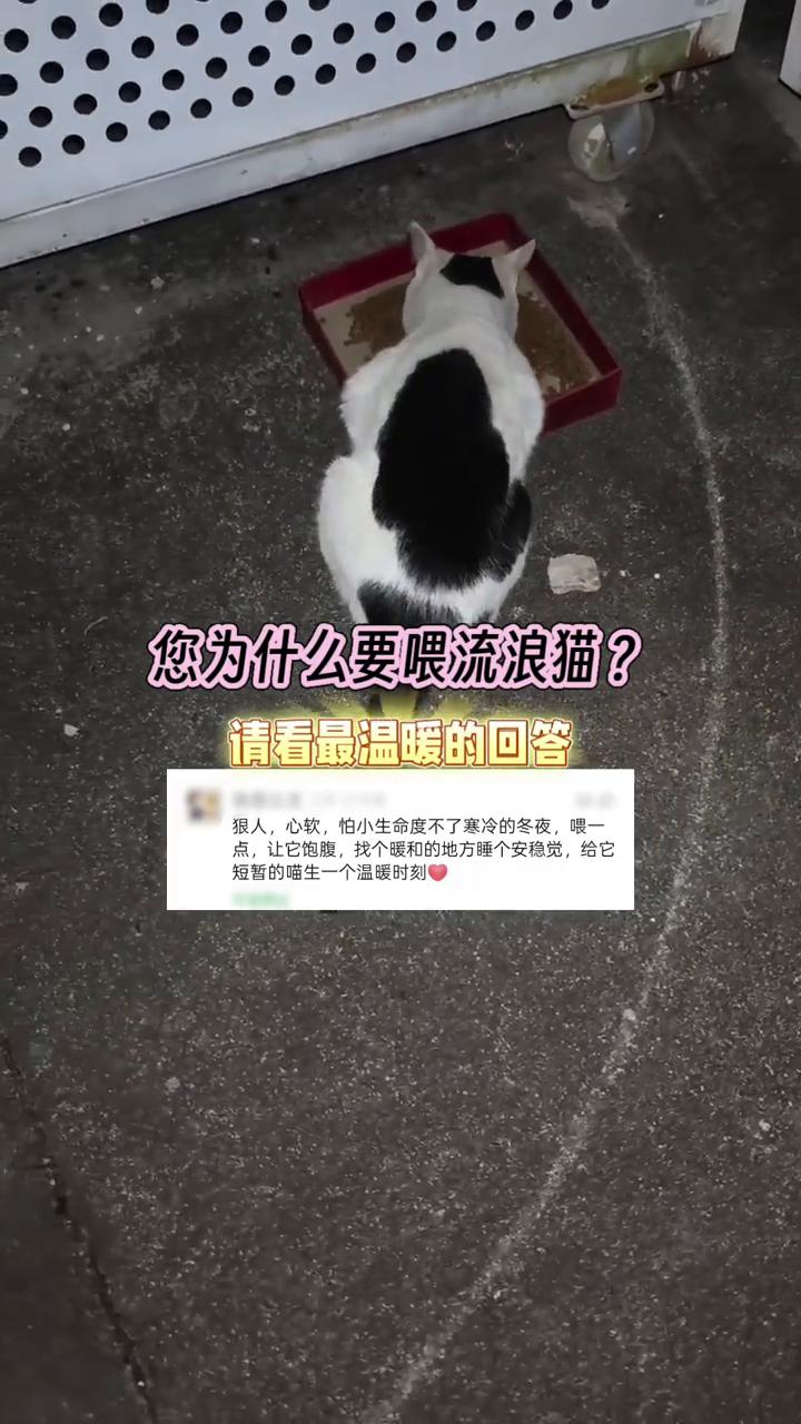 您为什么要喂流浪猫？请看最温暖的回答。
狠人，心软，怕小生命度不了寒冷的冬夜，喂