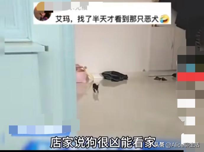 网购“恶犬”翻车！到手比袜子小，鸡蛋两天吃不完，网友笑翻了！

网购有风险，买宠