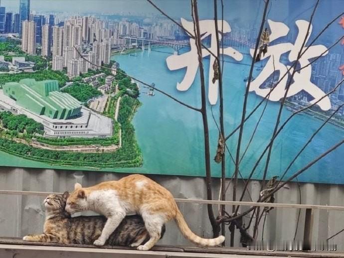 确实👍🏻
