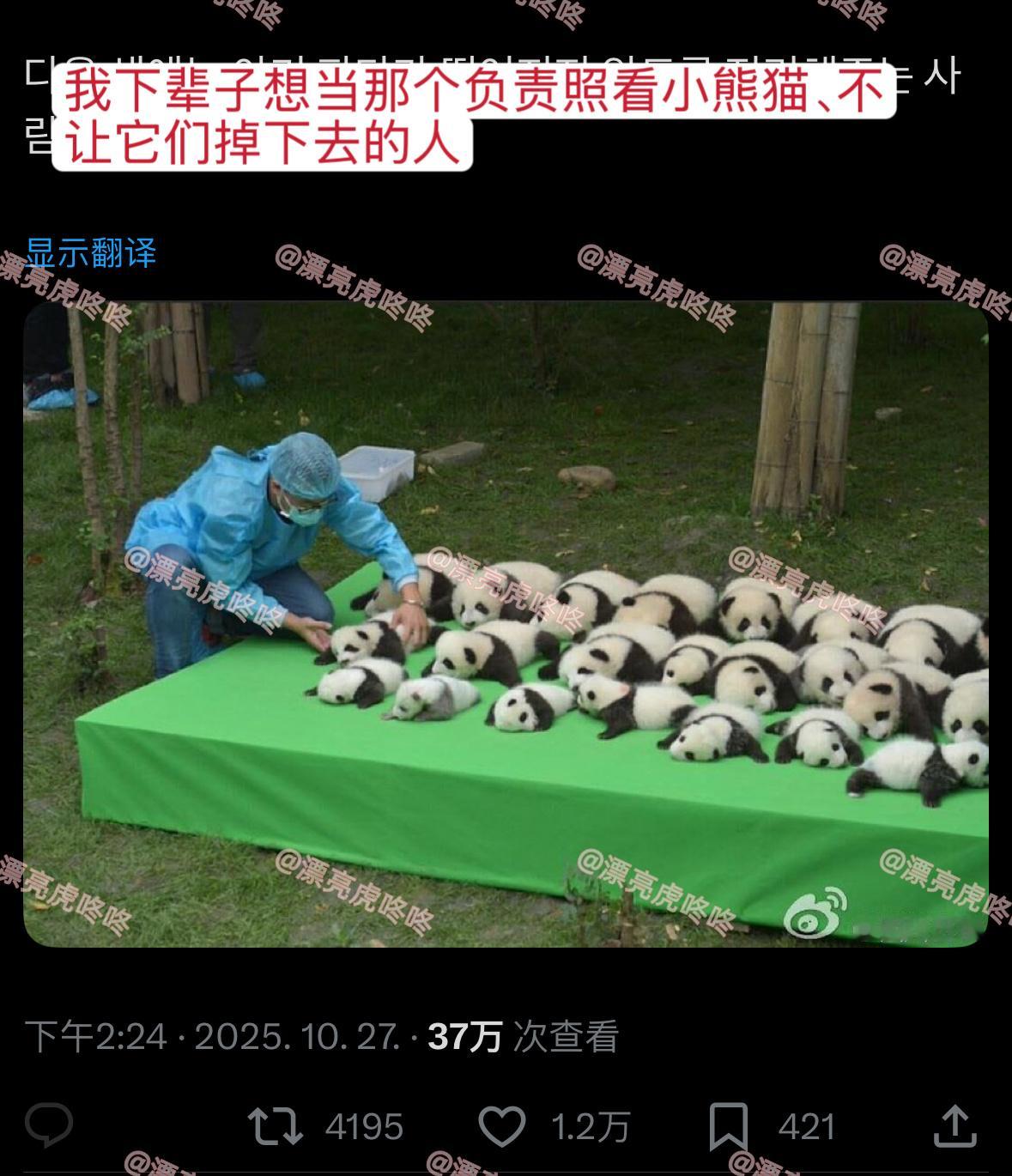 【twi】韩网友：我下辈子想当那个负责照看小熊猫、不让它们掉下去的人 ​​​