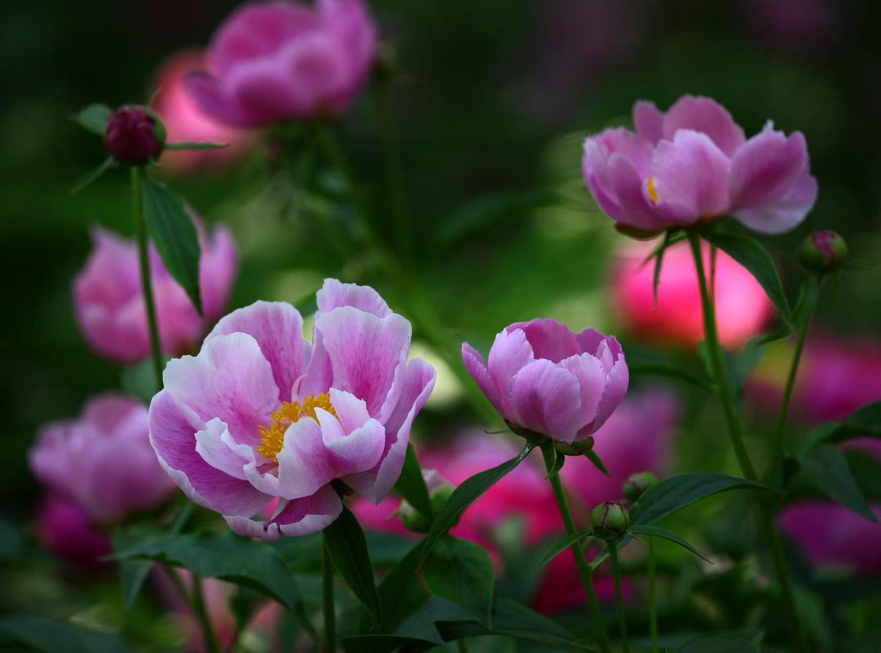 暮春芍药醉芳菲，粉韵温柔，清风入怀。
不与百花争早，静静盛放温柔，一半清雅，一半