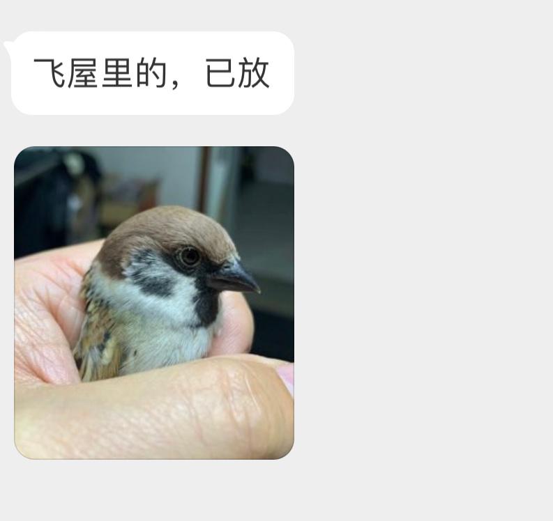 #鸟粉投稿#把握良鸡环节飞屋里的小麻雀可爱可爱的一只！ ​​​