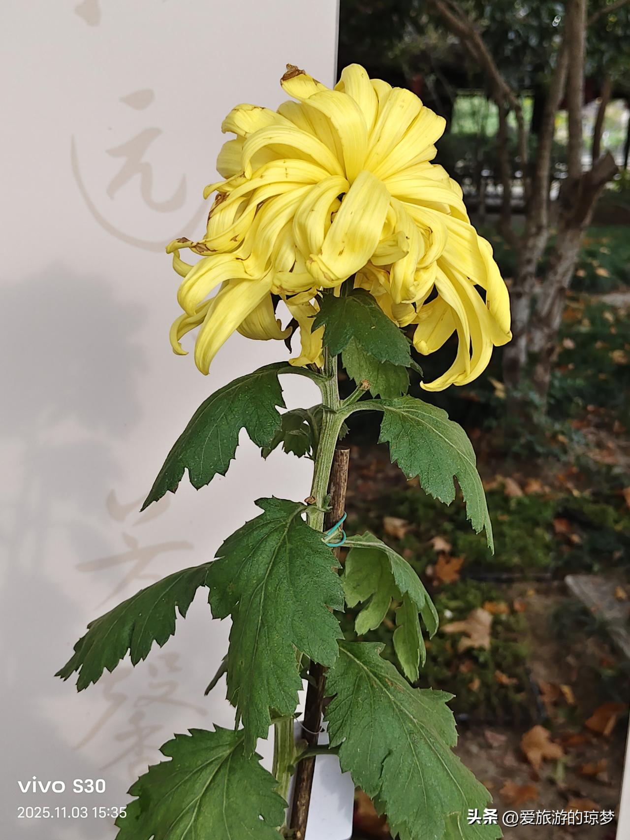 新年爱好打卡
