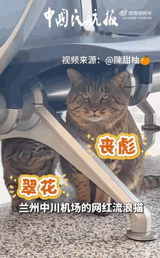 丧彪翠花居然被收编了！甘肃兰州，中川国际机场里，对付这些神出鬼没的“耗子兵团”，