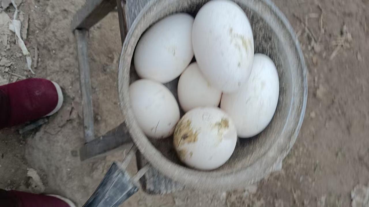 手机随手拍，记录美好点滴8天气转暖，大鹅又开始下蛋了，[大笑]