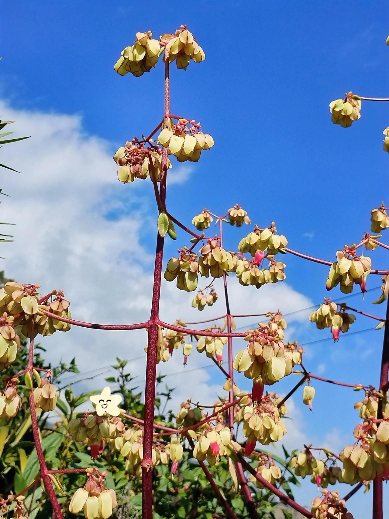 红叶黄花秋意浓，天高云淡日渐长。