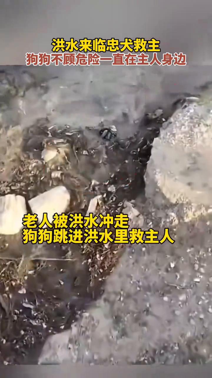 洪水来临忠犬救主，狗狗不顾危险一直在主人身边。
洪水来临狗狗不停的在身后催促老人