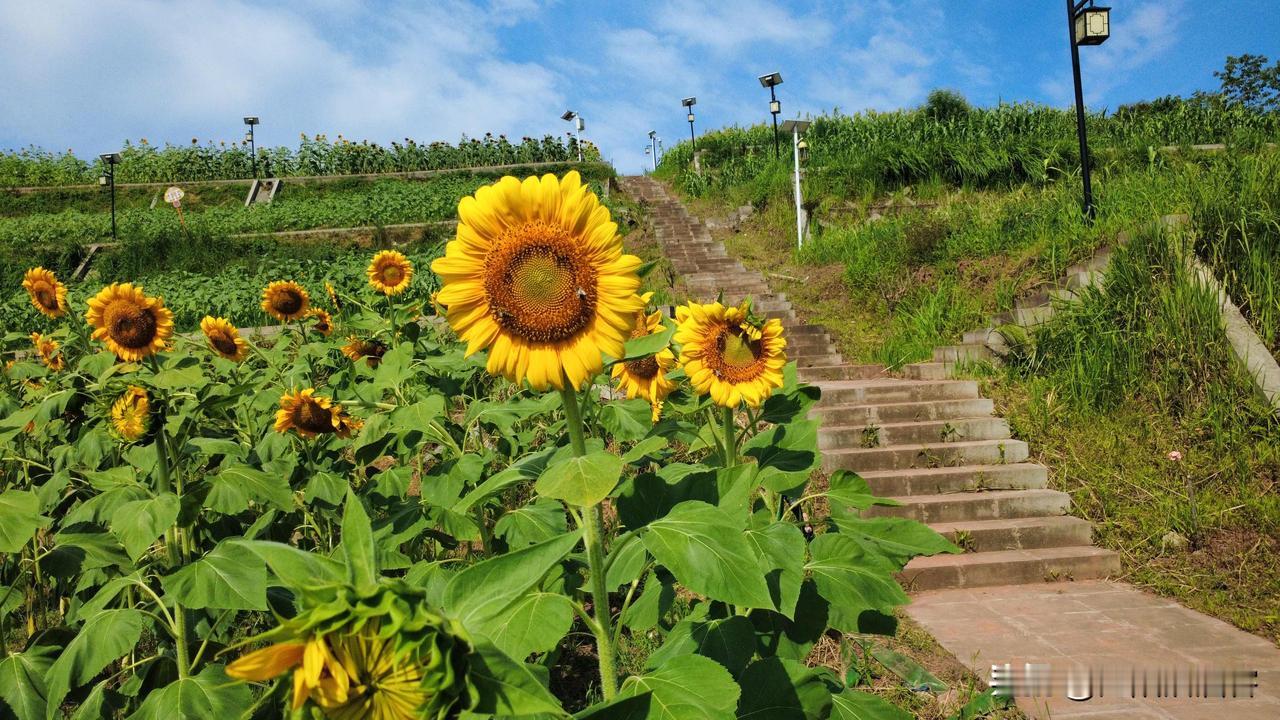致父亲的原野
江阳沽酒客（原创）

亲爱的朋友们 此刻
我站在岁月的原野
看您背