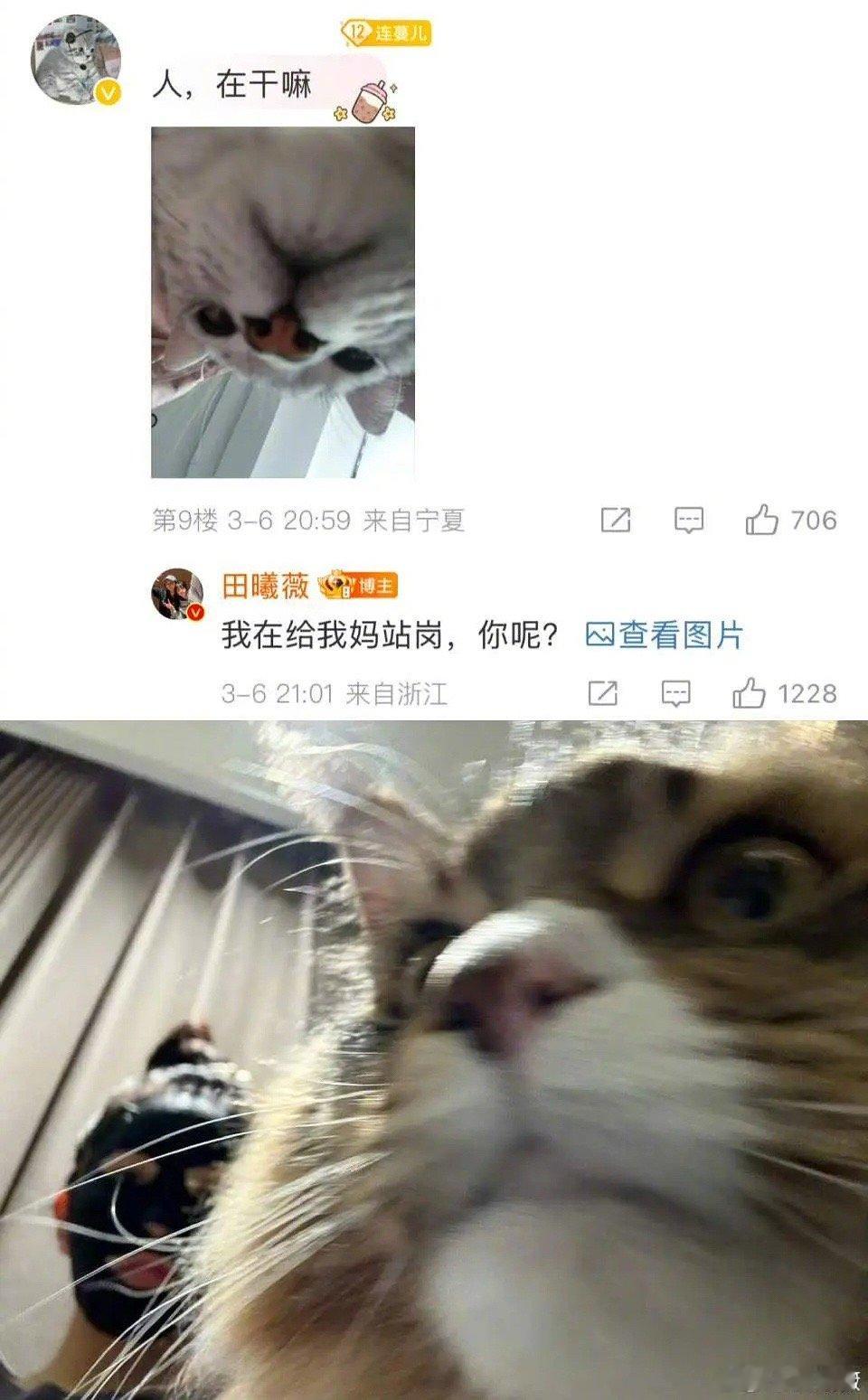 田曦薇用小猫的语气和粉丝聊天 ​​​