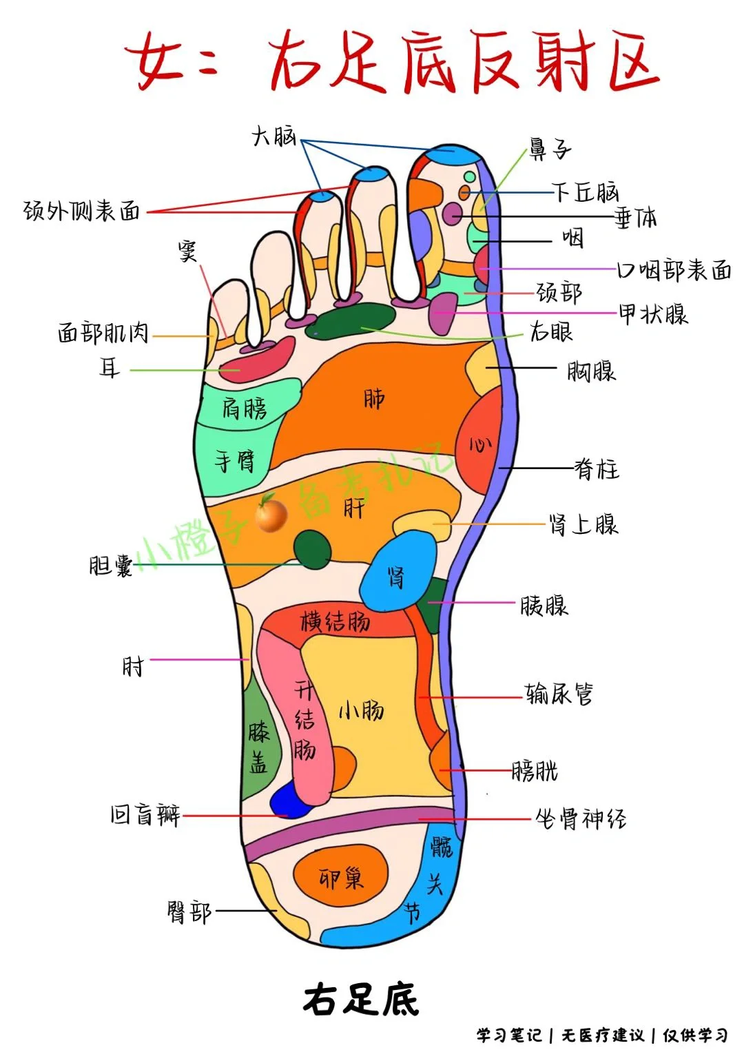 📖足部反射区