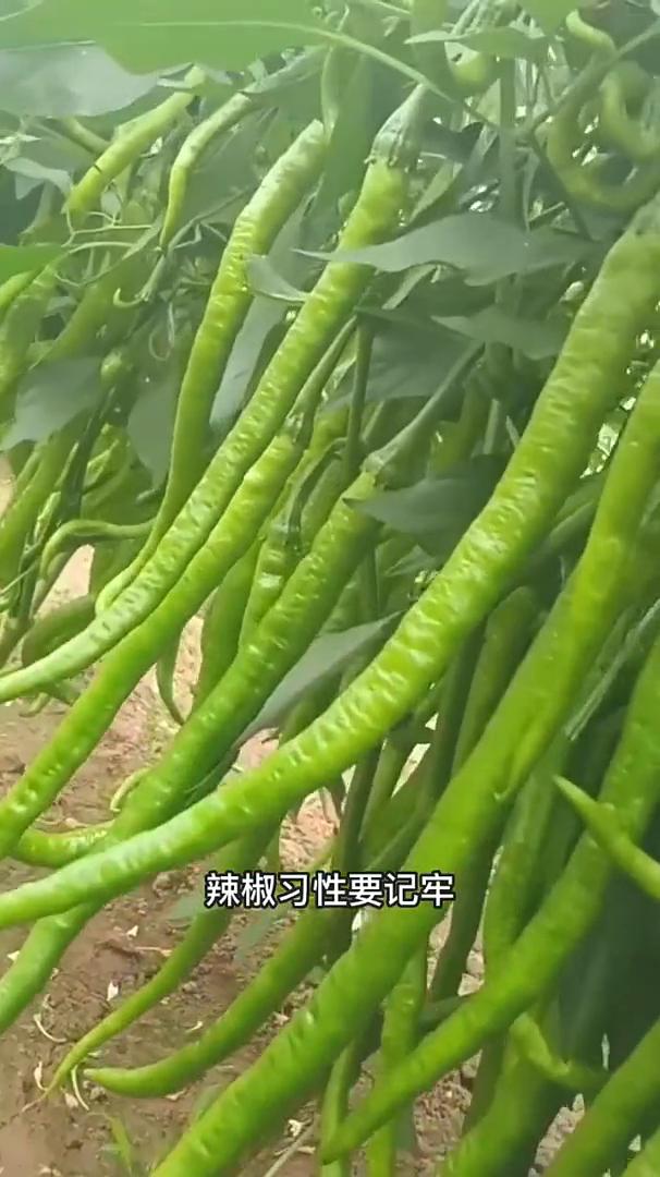 辣椒要想长得好，辣椒习性要记牢。
辣椒有三喜三怕，椒友们一定要注意。
·1、辣椒