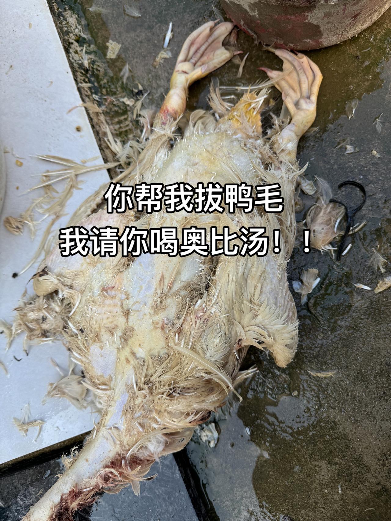 快来拔鸭毛啦，我请大家喝奥比汤了！