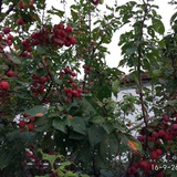 米坡热读影视剧