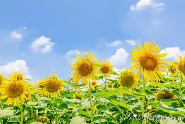 日子再苦，别失去了希望，生活再难，也别丢掉了笑容。这句话听起来简单，却像是一剂温