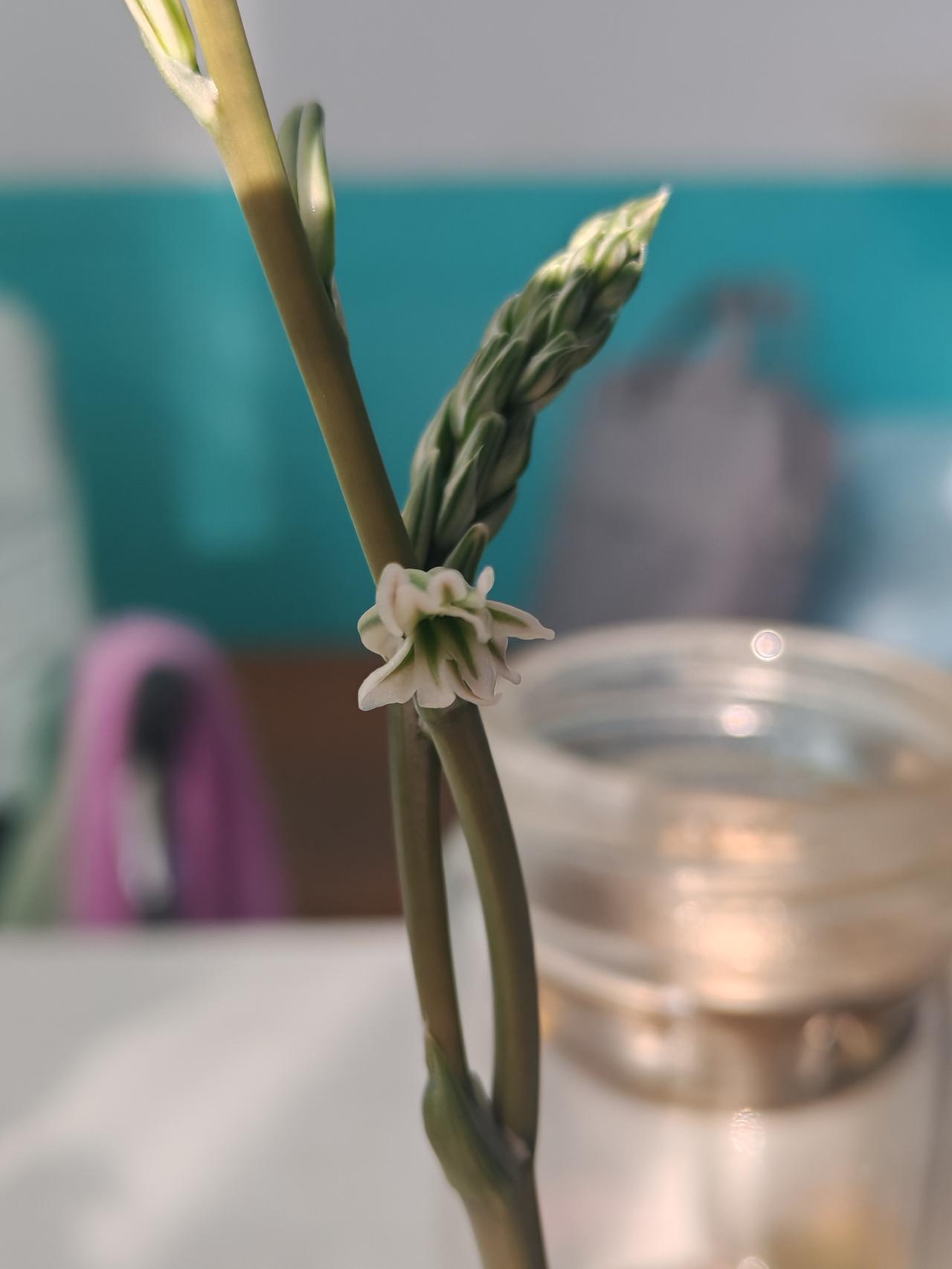 又开花了，我的小花花就是这么棒。这是前同事给我留下的一颗多肉，虽然我不知道她的名