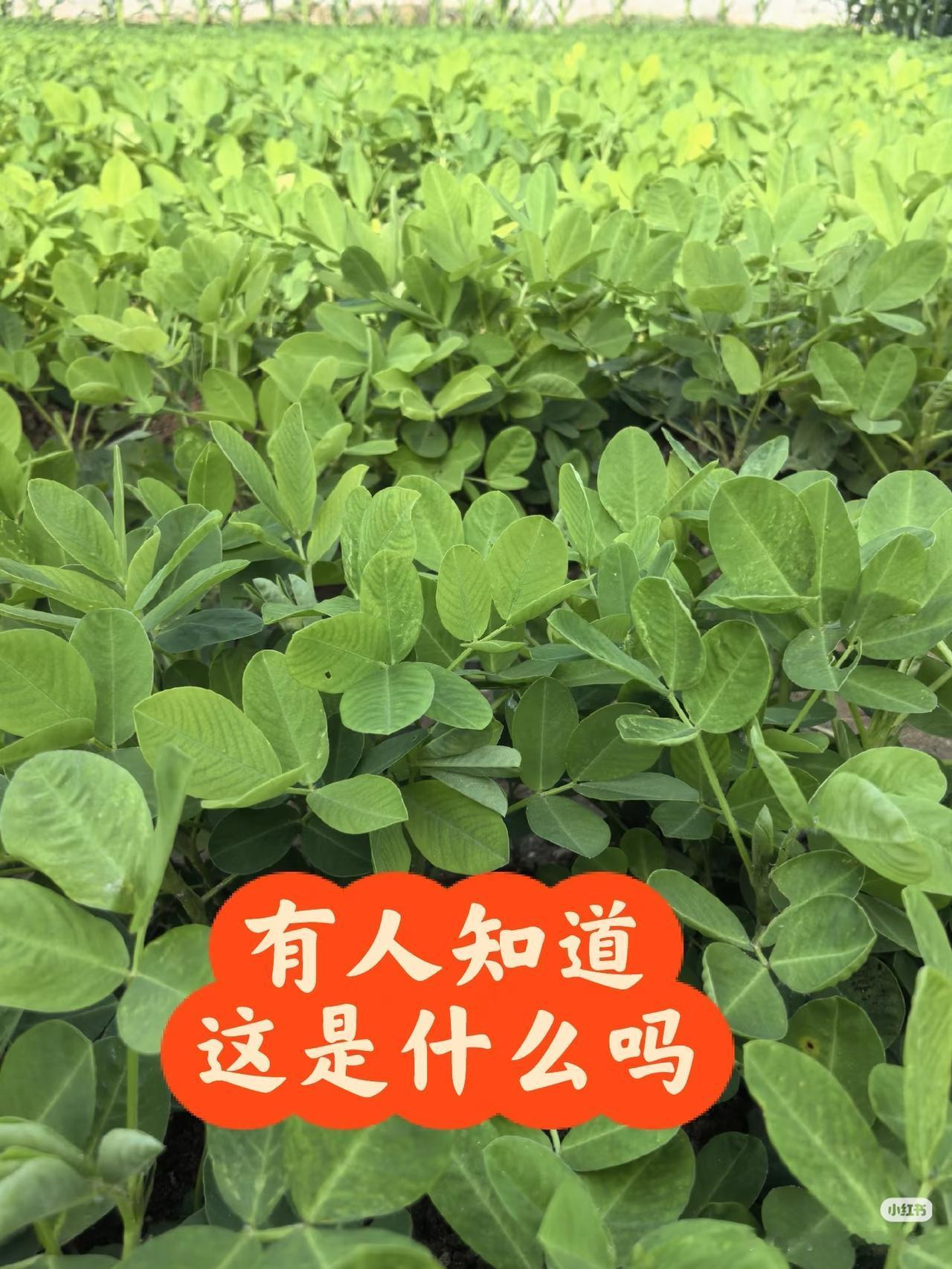 猜一猜！
朋友们：
请大家都来说说吧！

  有人知道
这是什么吗？