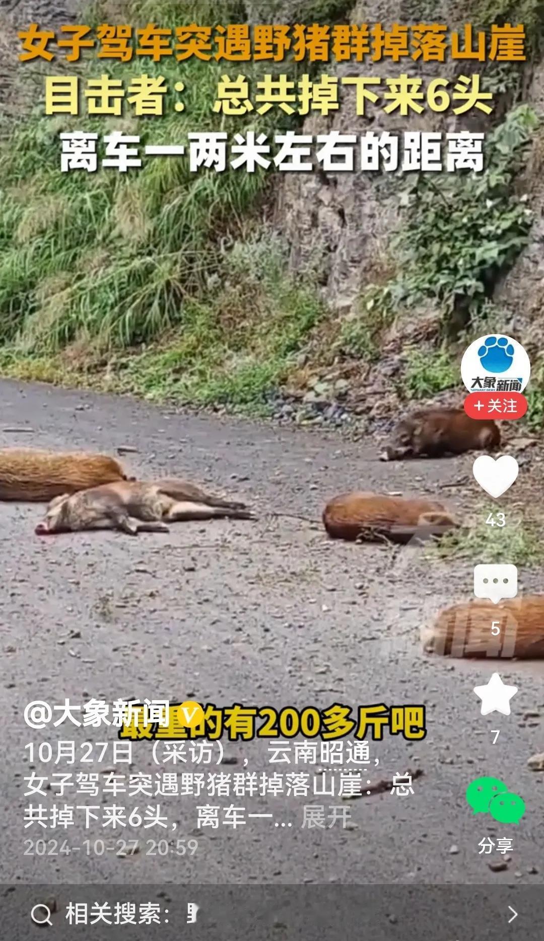 #女子开车路上遇“天降”野猪#
“天降”野猪？百思不得其解。该如何解释呢？皮裤套