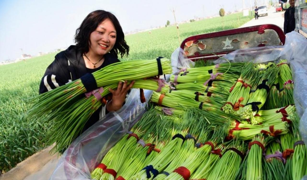 “免费抽蒜薹”走红背后 →-app/#/content?catid=147&id