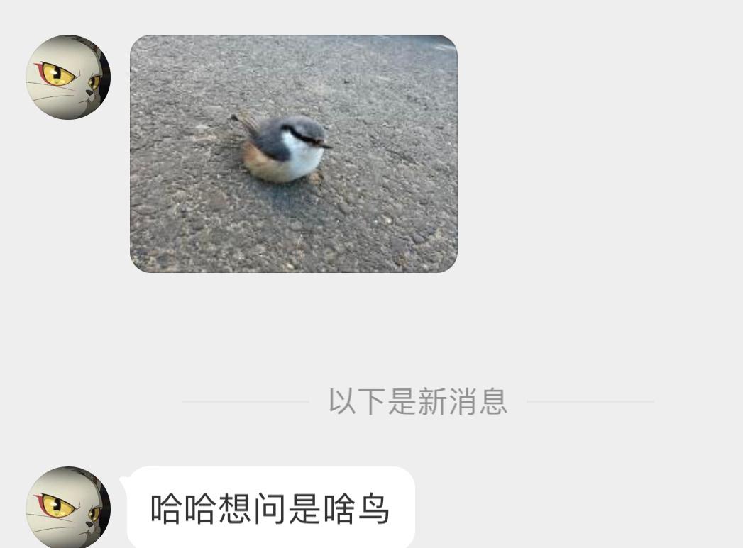 #鸟粉投稿# 路边偶遇一只䴓shī毛茸茸的一团[开学季] ​​​