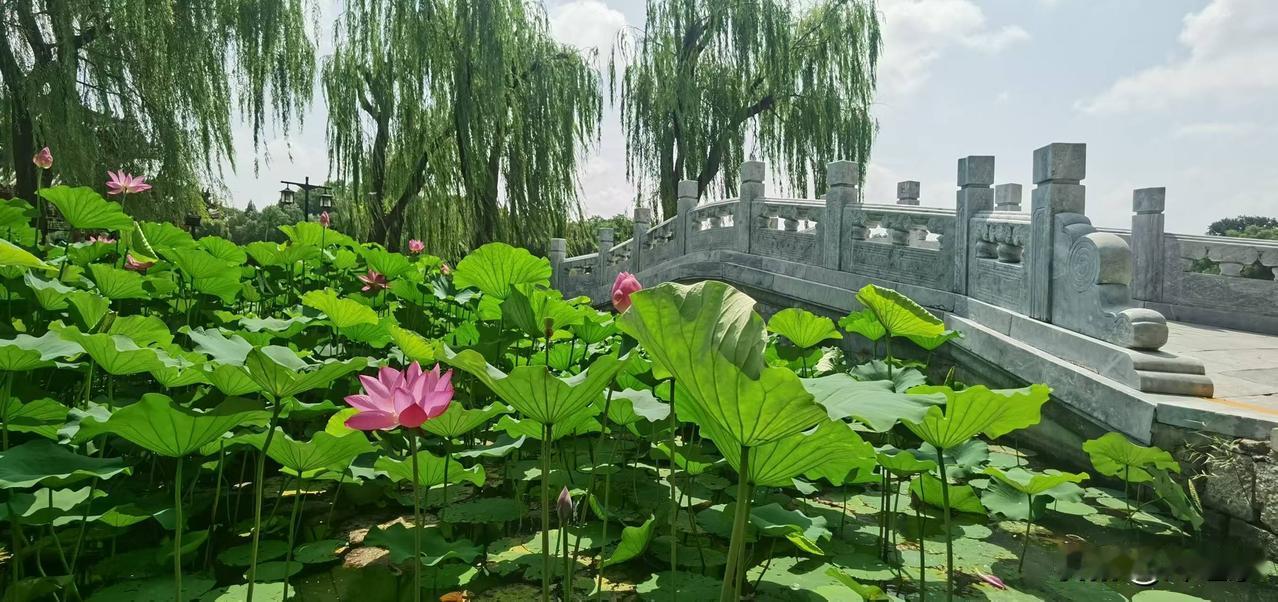 慈莲
丝绦万缕点荷塘，
姹紫嫣红争向阳。
鱼蛙戏水藏叶下，
请续句……
（一叶孤
