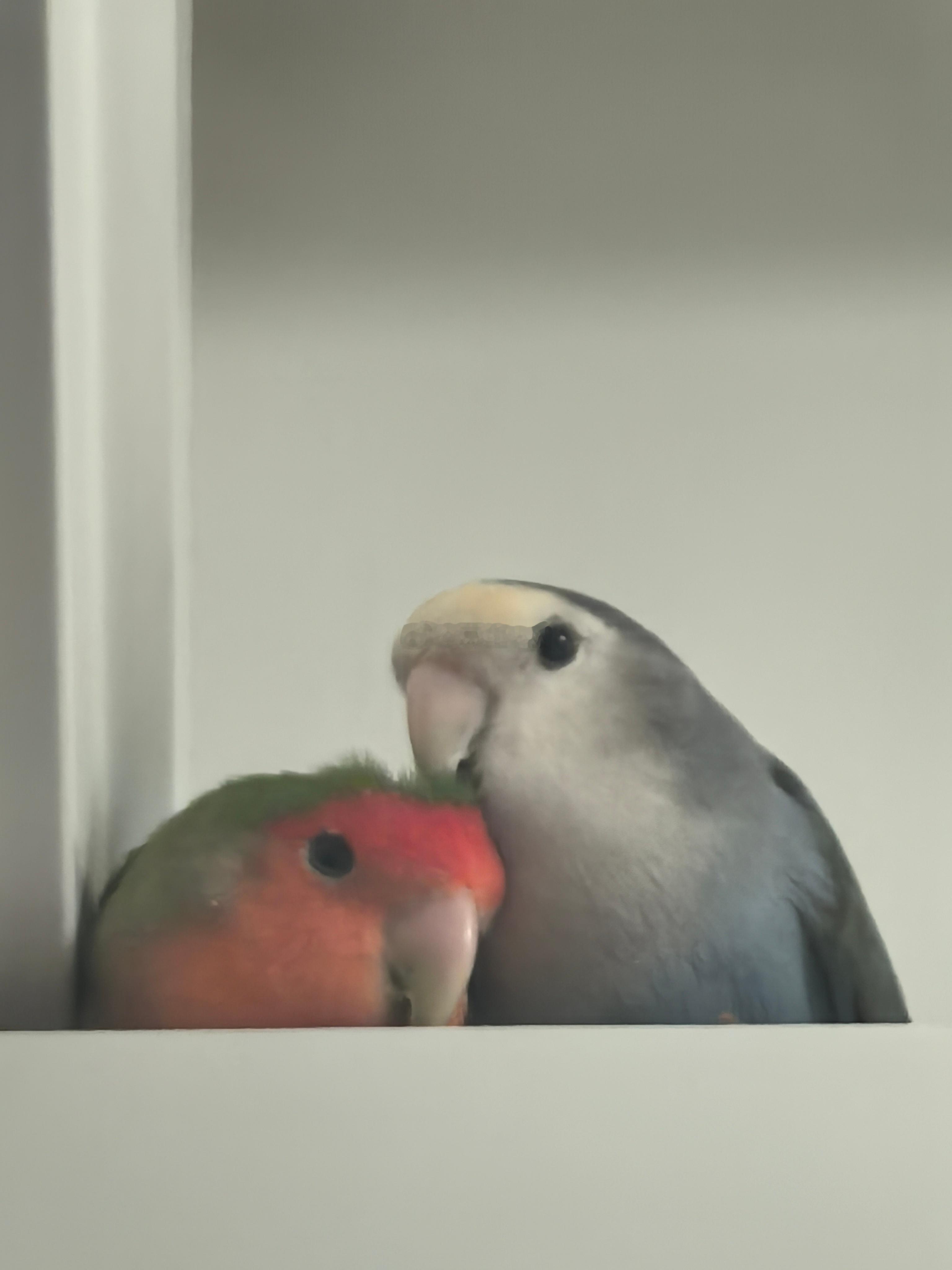 贴贴 