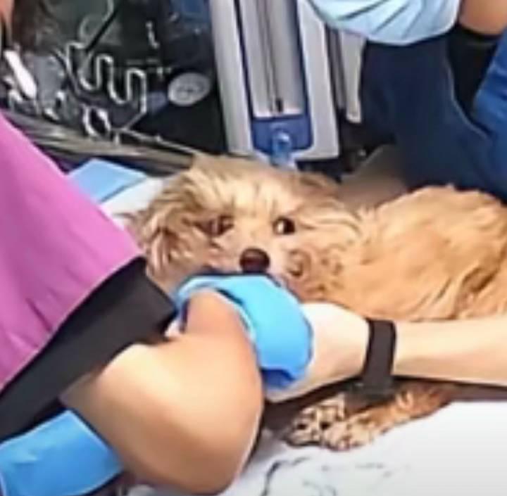 “它最后看我的那一眼，到底在想什么？”
这是无数主人在安乐死手术台前，最心碎也最