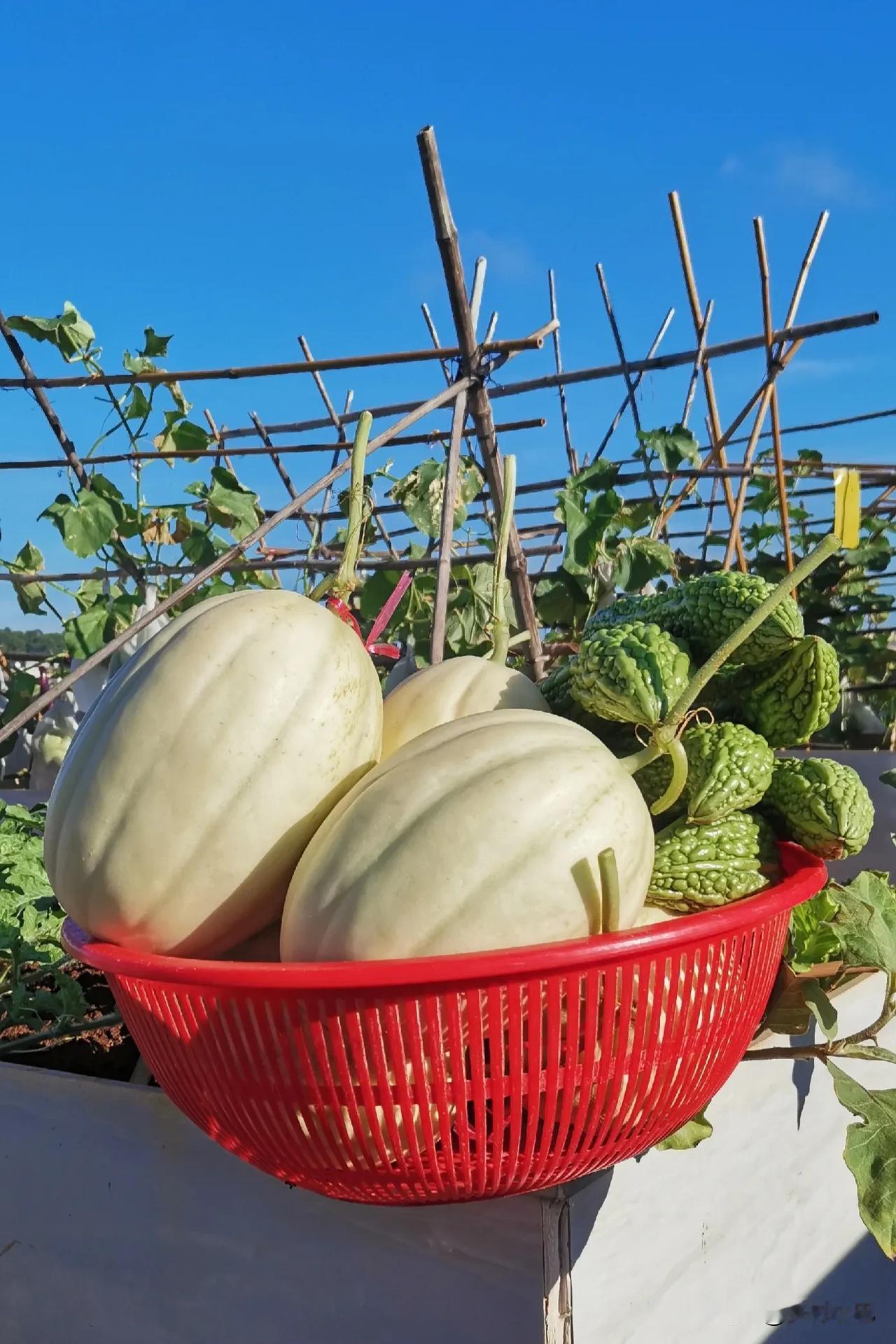 光顾着采摘开心，把这么晒的太阳给忘了[捂脸][捂脸]