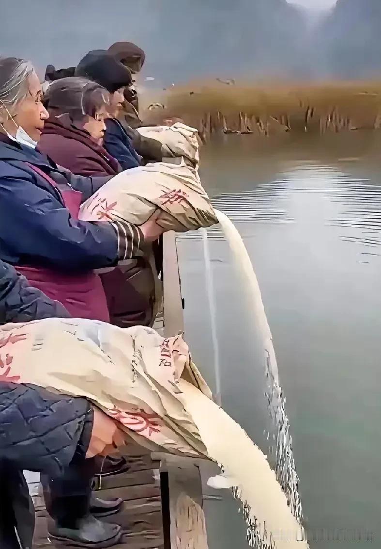 浪费粮食可耻，老太太站一排排把大米倒在河里，是吃饱了没事做吗？
不知道是什么人突