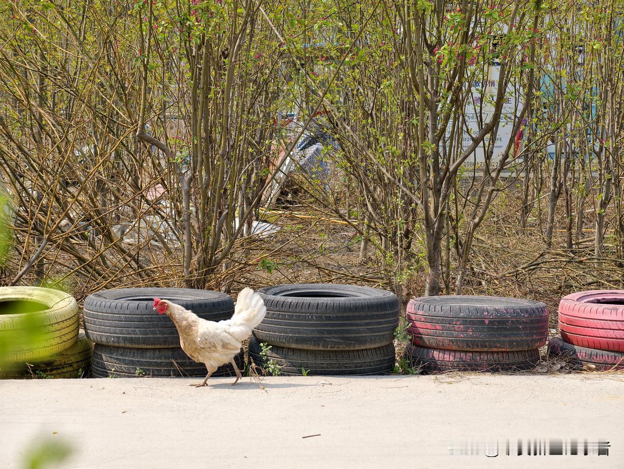 白洋淀养鸡用跑道？
如果只发一张图片，不做任何说明的话，那么你将只能看到一只母鸡