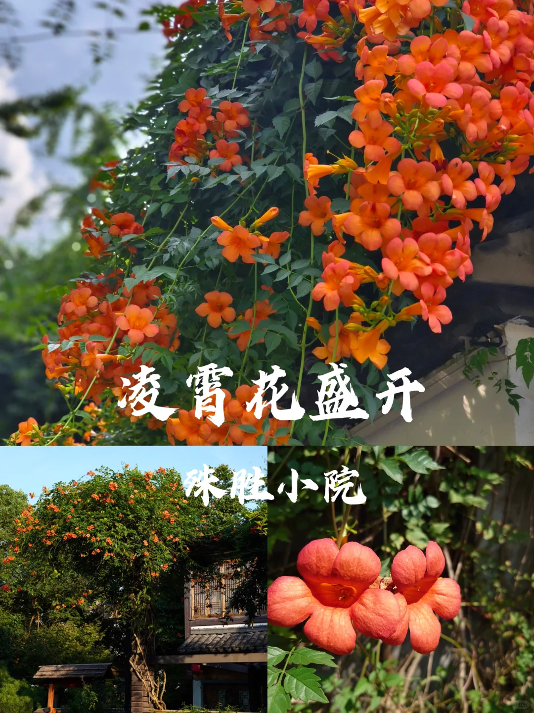 七夕将至|小院凌霄花盛开 杭州限定的浪漫💕