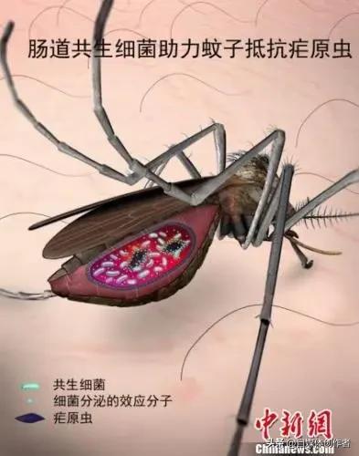 2026蚊子史诗级加强！广东已100%耐药，老方法全失效，这样防才管用
 
20