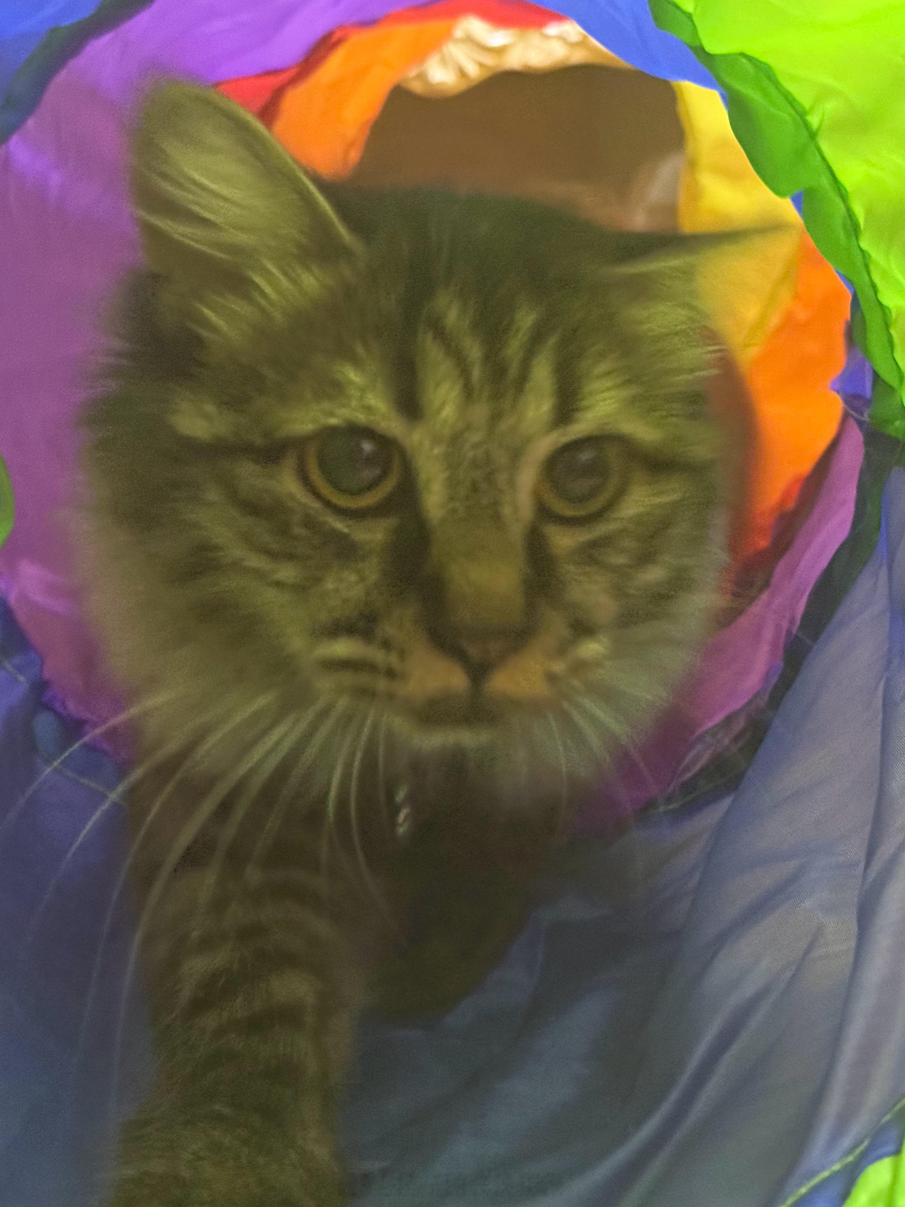 薯咪大王闪亮登场🐈🐾 