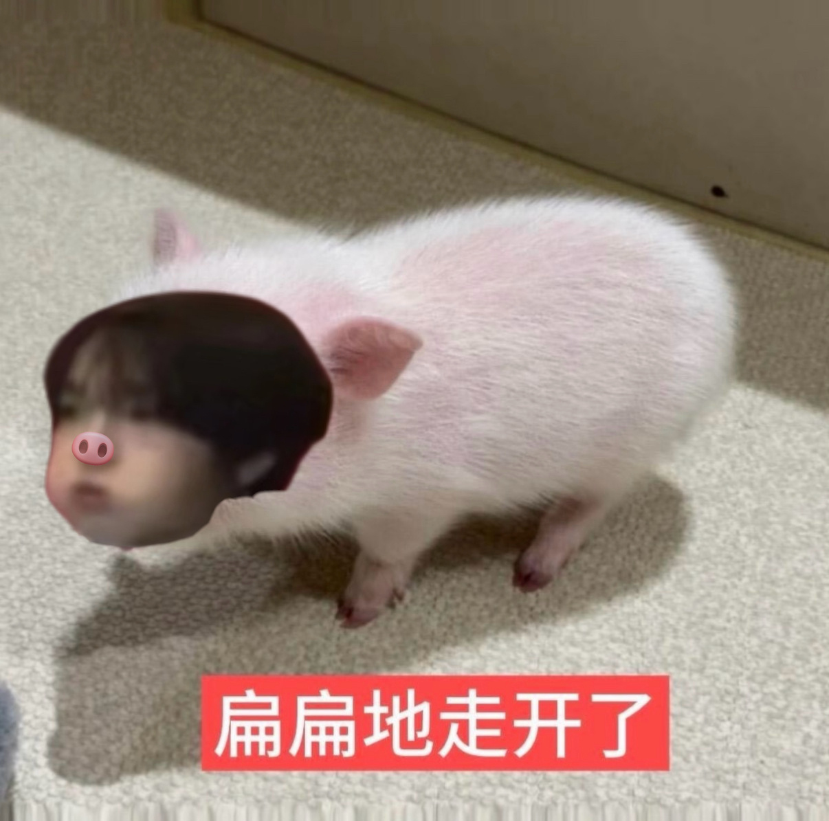 【39】惹猪生气了怎么哄呀 ​​​