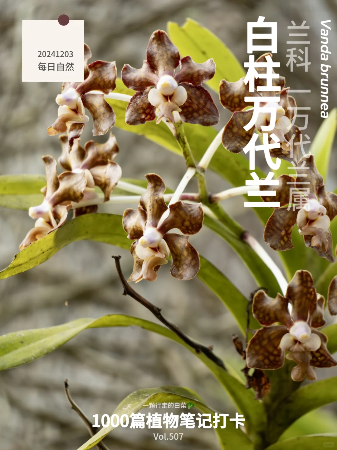 植物笔记507｜“高攀不起”的白柱万代兰
