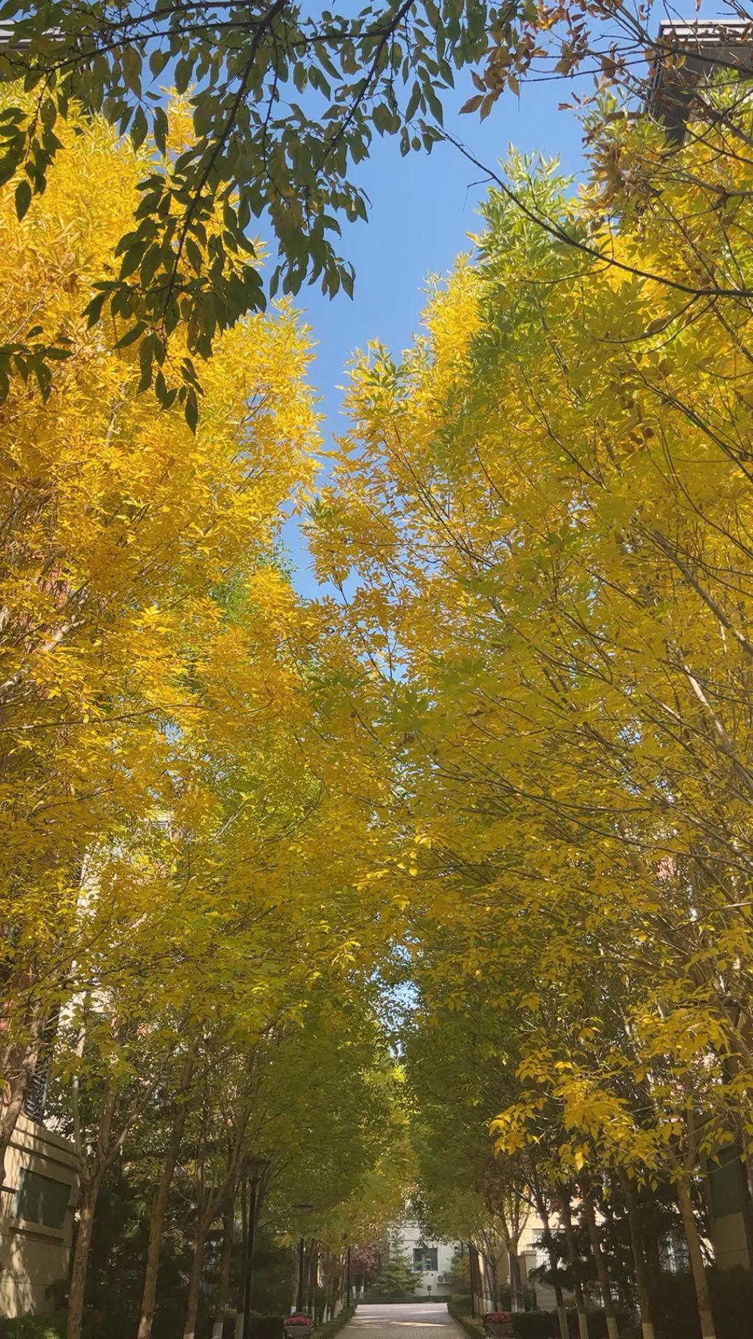 已是深秋，狂悖方休？
不见轻舟，渡口人忧。
西风岂能定春秋！
三尺斜阳尽，少年已