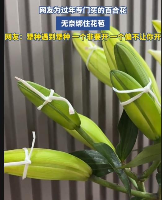 笑不活了！一网友为过年专门买的百合花，但是年还没到，它却开了。于是，网友出其妙招